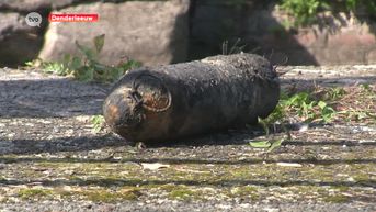 Denderleeuw: Magneetvisser haalt granaat uit WOII boven