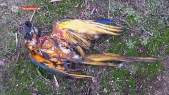 Papegaai-eigenaars verontrust nadat jager ara uit de lucht schiet
