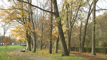 Stadspark Ninove paar dagen dicht voor slopen van 20 bomen