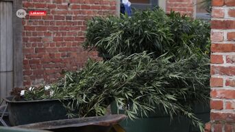 Politie Lokeren ontdekt cannabisplantage met 2.000 planten
