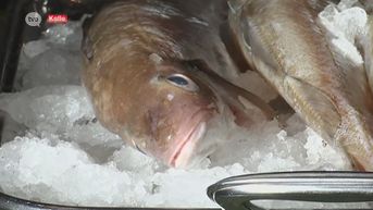 Maak kennis met wijting: Vis van het Jaar 2019