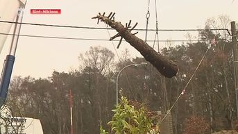 Sint-Niklase mammoetboom omgehakt en op vrachtwagen geladen