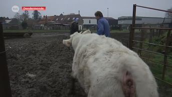 Ophef over koeien in de modder, boer ziet zich verplicht ze op stal te zetten