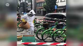 Zwerm bijen strijkt neer op deelfietsen aan station in Aalst