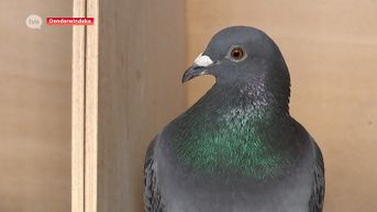 Finman is de snelste duif van ons land, en dat weten ze tot in China