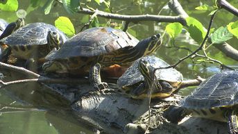Geelbuikschildpadden zorgen voor problemen in Brusselse Forten van Dendermonde