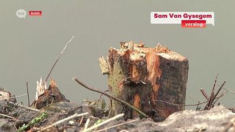 Natuurpunt dient klacht in na 'bulldozerwerken' in Herdersem