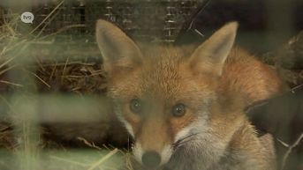 Vergiftigde vos gered maar opvangcentrum Merelbeke waarschuwt diereneigenaars
