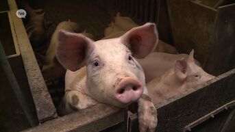 Vlaamse varkenshouders trekken aan de alarmbel en vragen steun van de overeid