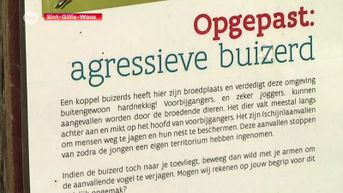 Opgepast, agressieve buizerd in Sint-Gillis-Waas!