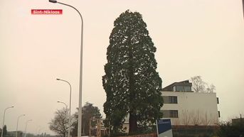 Bijna 100 jaar oude sequoia moet tegen de vlakte in Sint-Niklaas