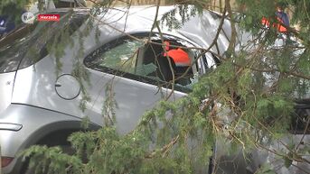 Autobestuurder overleden na crash tegen boom in Herzele