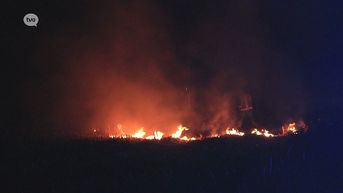 Waasmunster: 300 vierkante meter maïsveld in brand