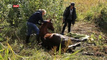 Brandweer Melsele redt op hol geslagen paard uit gracht
