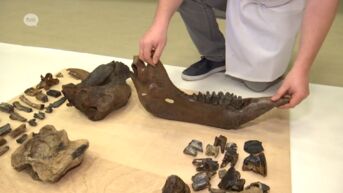 Unieke collectie fossielen uit de laatste IJstijd krijgt opknapbeurt in Berlare