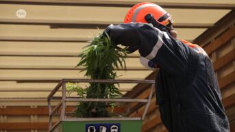 Cannabisplantage met 1.100 planten ontmanteld in Sint-Niklaas