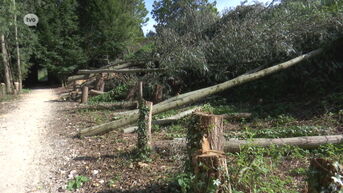 89 bomen gekapt op Den Esch in Temse, maar mét vergunning