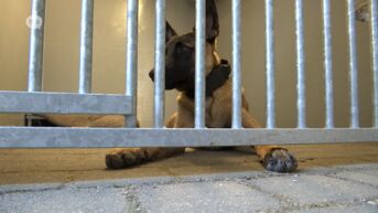 De 'dierenpolitie' van Dendermonde gaat de strijd aan met verwaarlozers en mishandelaars