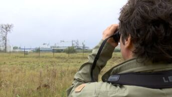 Tot 60 keer meer PFOS waargenomen in bodemstalen beschermd natuurgebied Blokkersdijk, en dat is slecht nieuws voor het riet en de rietvogels