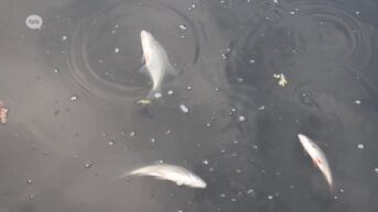 VMM wil met groot onderzoek ontrafelen waaraan vissen in Dender zijn gestorven