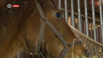 Politie onderzoekt zwaar geval van paardenverwaarlozing in Temse
