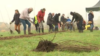 Nieuwe hagen moeten belangrijke houtkanten in vallei van Molenbeek herstellen