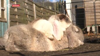 Dierenasiel Stekene ziet aantal aangeboden konijnen op een jaar tijd verdubbelen