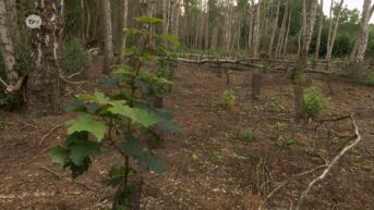 Wase boseigenaars krijgen centen om hun dode naaldbomen te vervangen door robuustere boomsoorten