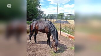 Ontvreemd paard in Sint-Niklaas terecht, waarschijnlijk slachtoffer van betwisting
