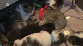 Kattenopvang ontfermt zich over 13 pasgeboren kittens die achtergelaten werden in kartonnen doos in Sint-Gillis-Waas