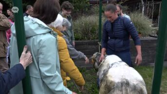 Boer Tomas komt met koe naar woonzorgcentrum Sint-Jozef in Moerzeke