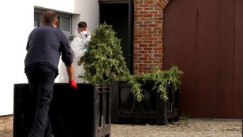 Cannabisplantage met duizend plantjes ontdekt in Tielrode