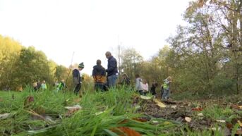 Leerlingen helpen met nieuw bos van meer dan 1.100 bomen en struiken in Berlare