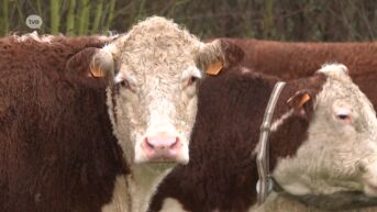 Nieuwe bewoners in Buggenhoutbos: Hereford runderen zorgen voor de begrazing