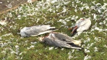 Kokmeeuwen aan Donkmeer in Berlare wel degelijk bezweken aan vogelgriep