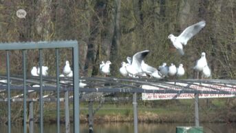 Wellicht nu ook vogelgriep in De Gavers in Geraardsbergen