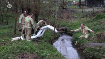 Wildebeek in Haaltert voor tweede keer in drie dagen vervuild met mazout: oorzaak voorlopig onduidelijk