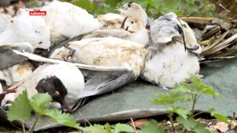 Vogelgriep uitgebroken in natuurreservaat Molsbroek in Lokeren