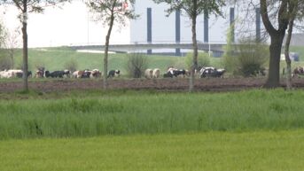 Zele steunt Nationaal Park Scheldevallei, maar wil garanties voor de landbouw