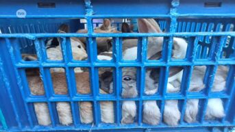 Konijnenhof Stekene ontfermt zich over 30 gedumpte konijntjes en pleit voor castratieplicht: 