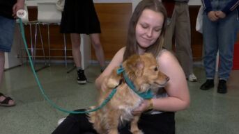 Hogeschoolstudenten knuffelen honden als middel tegen examenstress