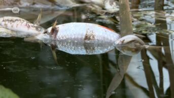 Honderden vissen dood in Denderleeuw door zuurstoftekort in Dender