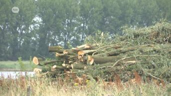 Agentschap Natuur en Bos herziet bomenkap na protest van Doel 2020