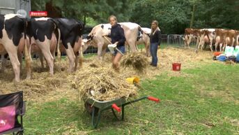 Zo'n 160 koeien en trekpaarden beoordeeld op Provinciale Fokveedag in Beveren