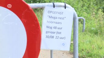 Tragel in Dendermonde afgesloten na vondst nest Europese hoornaars