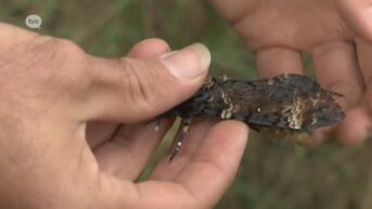 Na zeldzame vondst in Denderbelle: rups verpopt zich tot doodhoofdsvlinder