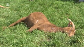 Dodelijke bijtincidenten: burgemeester Waasmunster legt maatregelen op aan eigenaars herdershonden