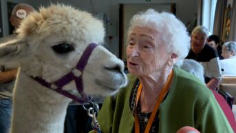 Bewoners en personeel van wzc Ter Bake in Denderleeuw krijgen bezoek van alpaca's
