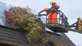 Storm Ciarán houdt lelijk huis in het Waasland: boom valt op dak in Stekene