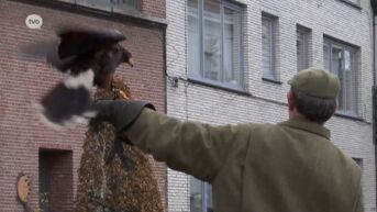 Valkeniers jagen met buizerds de duiven weg aan historische gebouwen in Rupelmonde